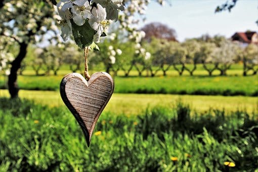 Entretenir Jardin en été_AMS