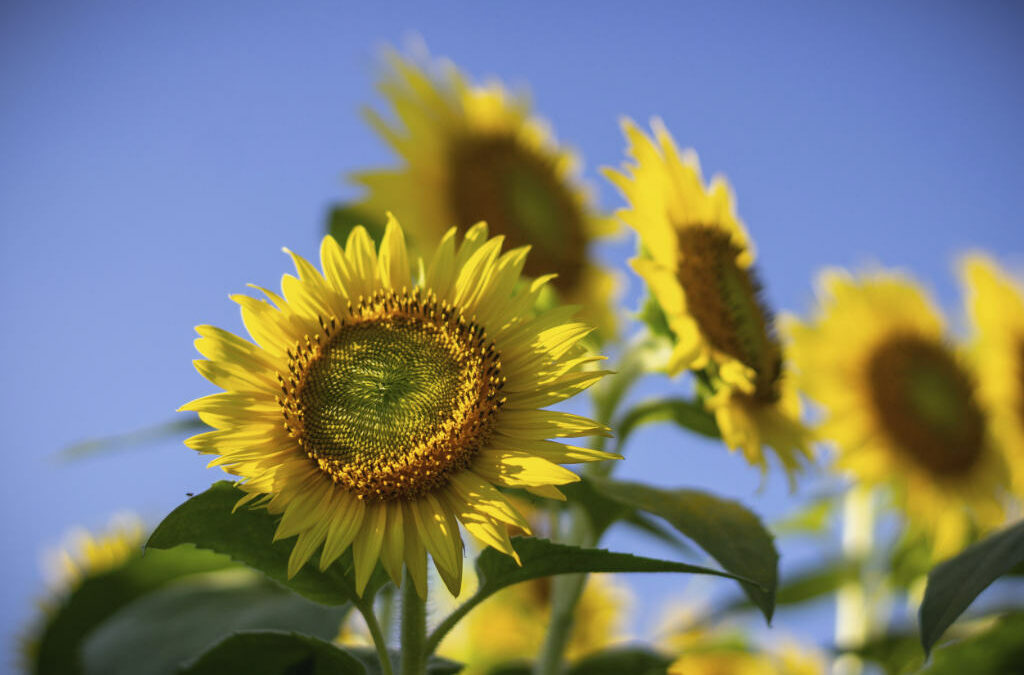 Comment entretenir votre jardin en été