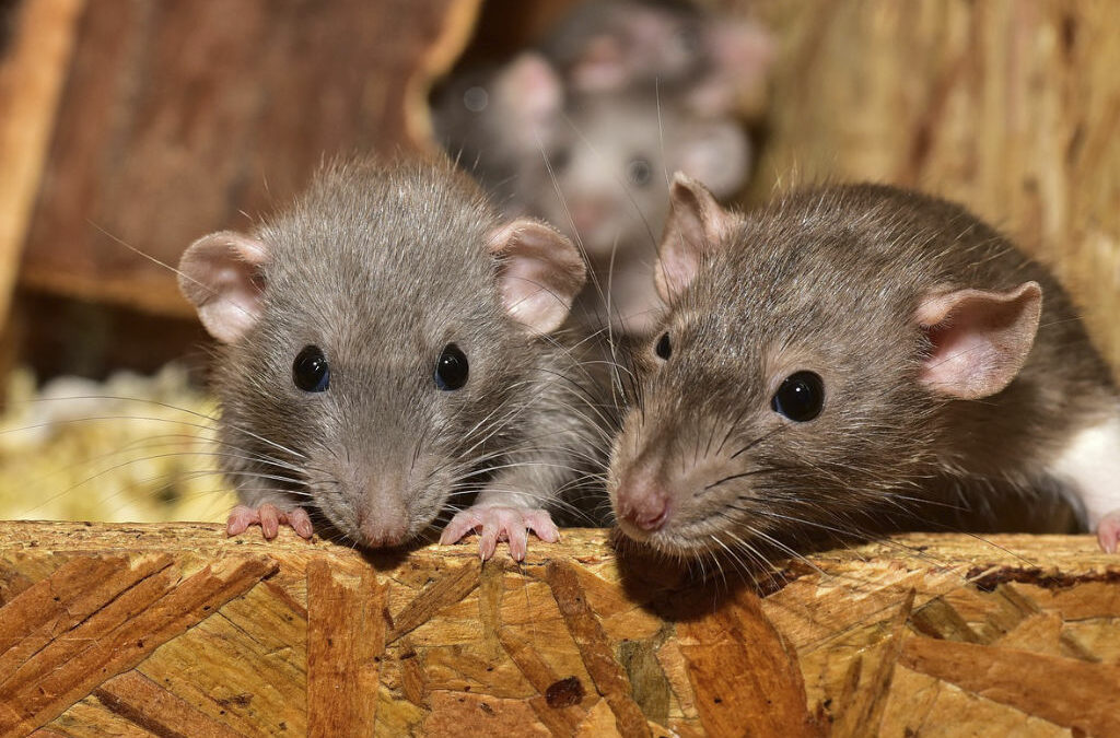 Se débarrasser des rats et souris remèdes et astuces