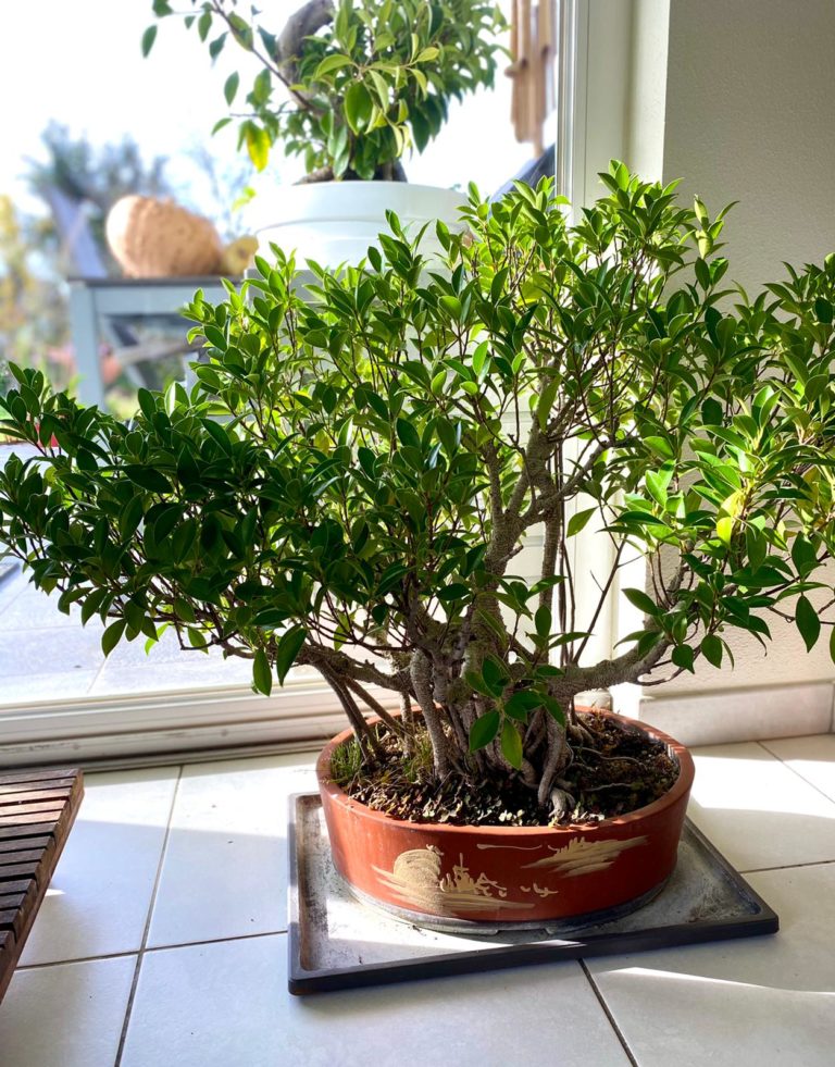 ficus-768x981